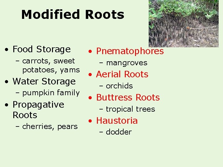 Modified Roots • Food Storage – carrots, sweet potatoes, yams • Water Storage –