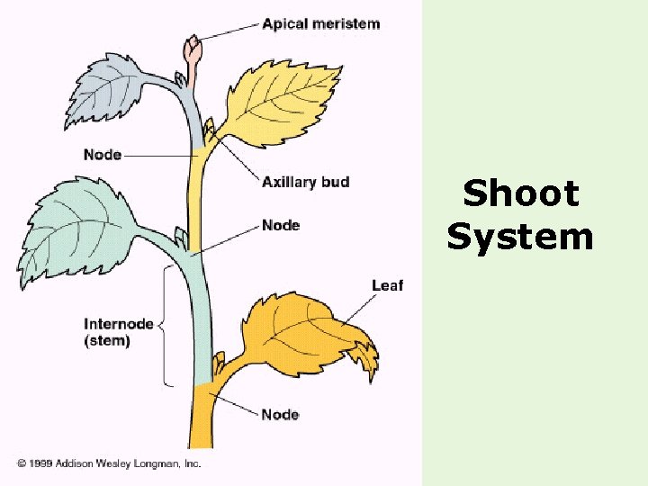 Shoot System 