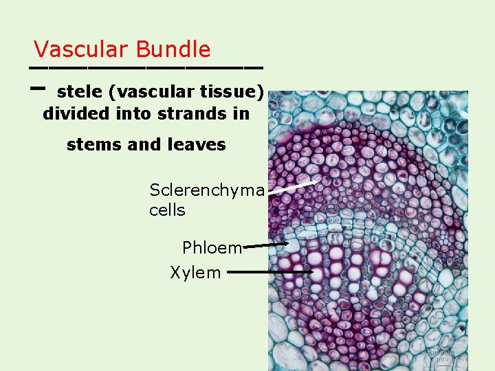 Vascular Bundle ______ – stele (vascular tissue) divided into strands in stems and leaves