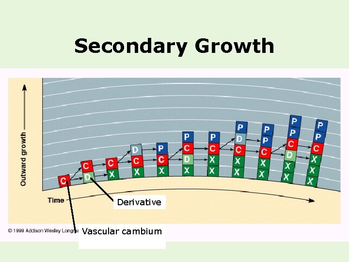 Secondary Growth Derivative Vascular cambium 