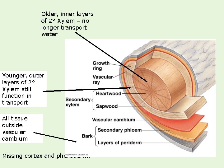 Older, inner layers of 2° Xylem – no longer transport water Younger, outer layers