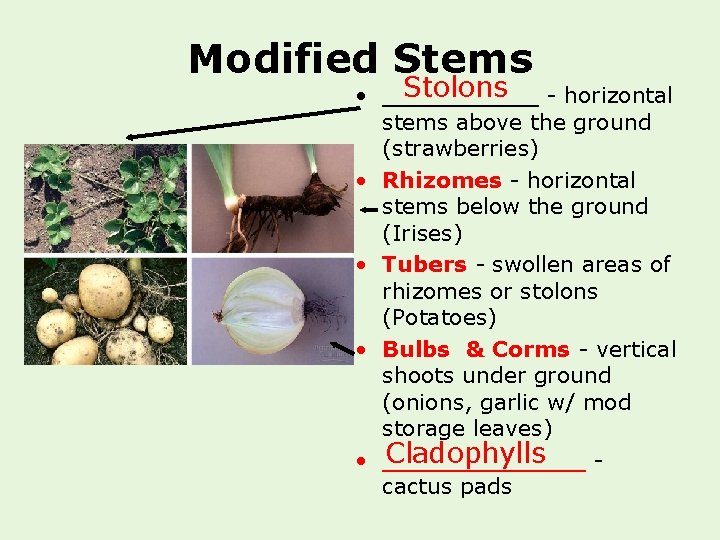 Modified Stems Stolons - horizontal • _____ stems above the ground (strawberries) • Rhizomes