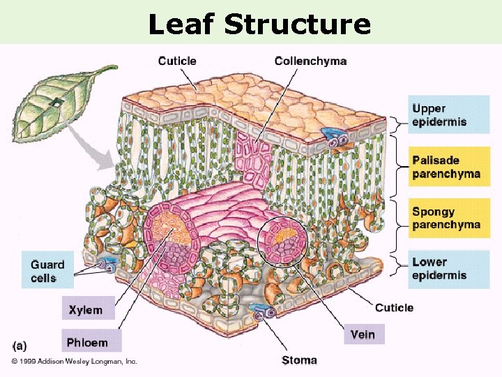 Leaf Structure 