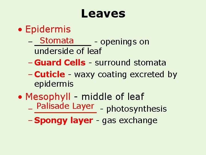 Leaves • Epidermis Stomata – _____ - openings on underside of leaf – Guard