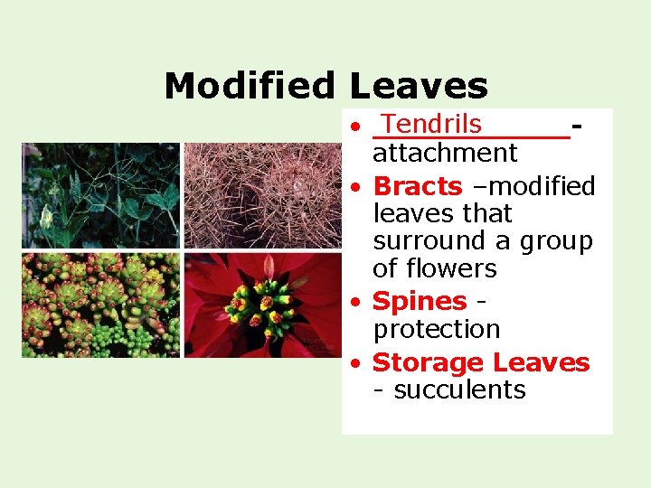 Modified Leaves Tendrils • ______attachment • Bracts –modified leaves that surround a group of