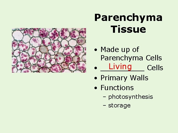 Parenchyma Tissue • Made up of Parenchyma Cells Living • _____ Cells • Primary