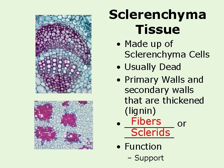 Sclerenchyma Tissue • Made up of Sclerenchyma Cells • Usually Dead • Primary Walls