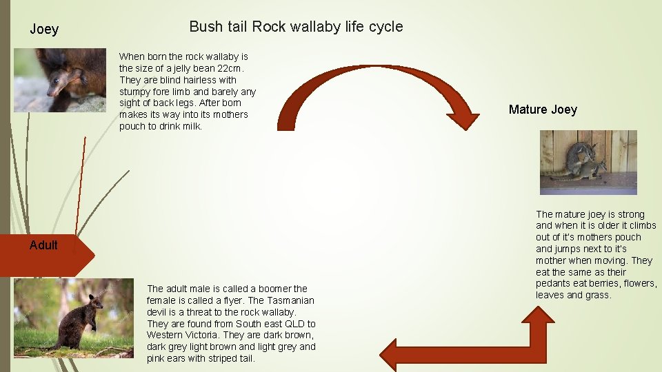 Joey Bush tail Rock wallaby life cycle When born the rock wallaby is the