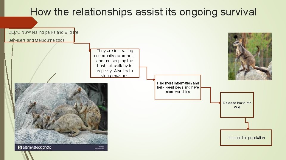 How the relationships assist its ongoing survival DECC NSW Nalind parks and wild life