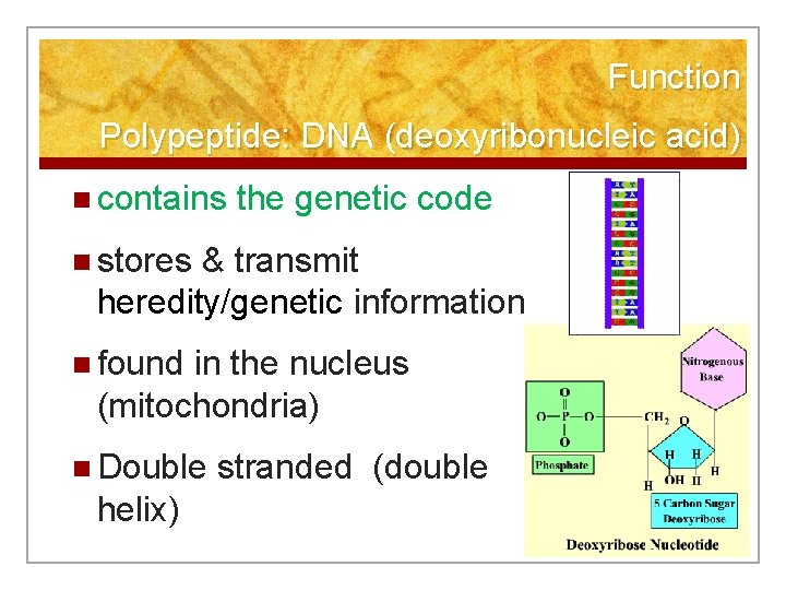 Function Polypeptide: DNA (deoxyribonucleic acid) n contains the genetic code n stores & transmit