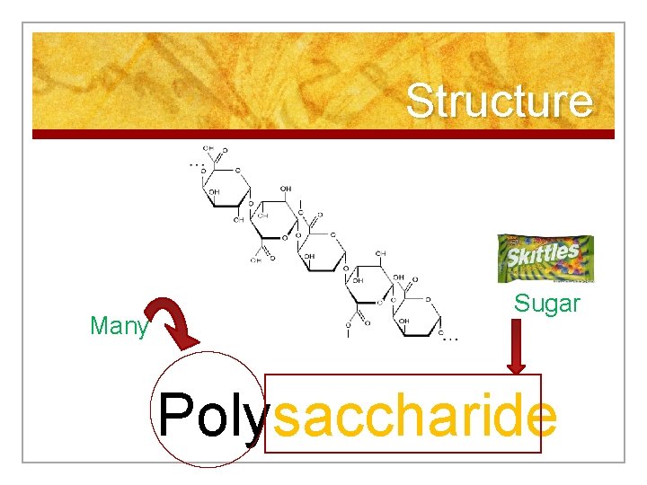 Structure Many Sugar Polysaccharide 