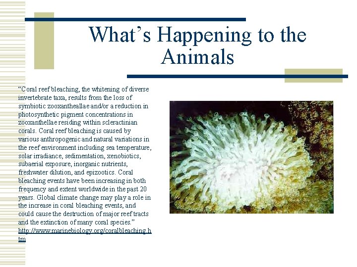 What’s Happening to the Animals “Coral reef bleaching, the whitening of diverse invertebrate taxa,