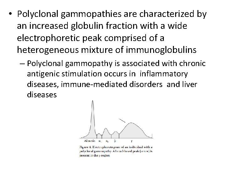 • Polyclonal gammopathies are characterized by an increased globulin fraction with a wide