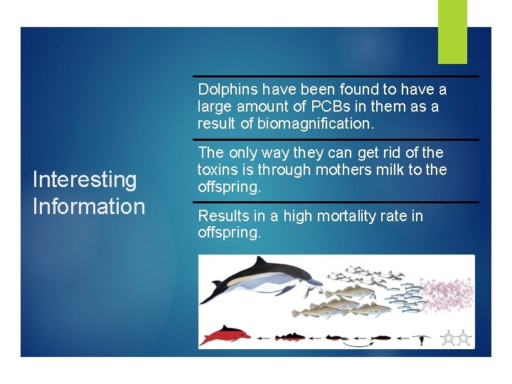 Dolphins have been found to have a large amount of PCBs in them as