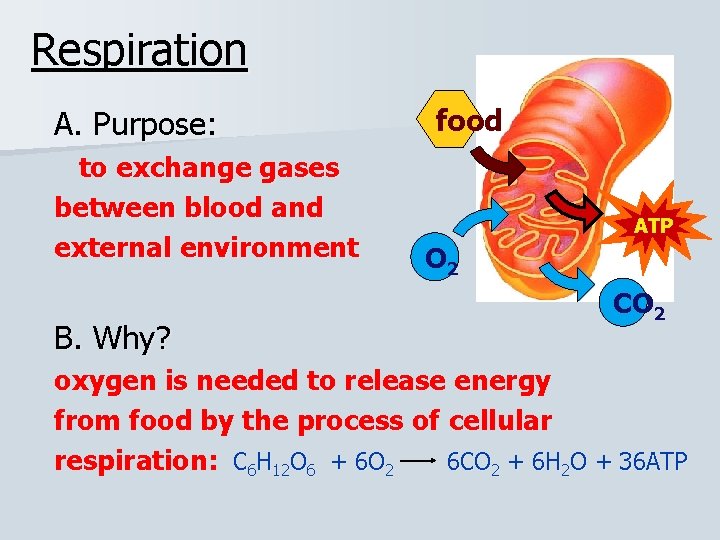 Respiration A. Purpose: to exchange gases between blood and external environment B. Why? food
