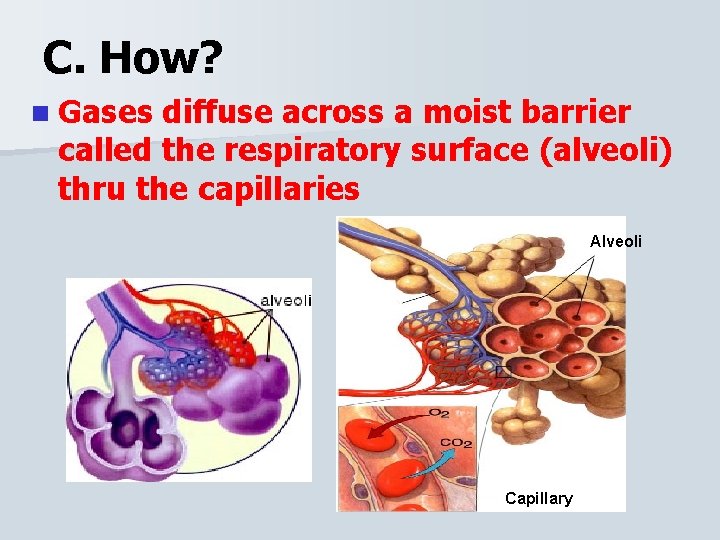 C. How? n Gases diffuse across a moist barrier called the respiratory surface (alveoli)
