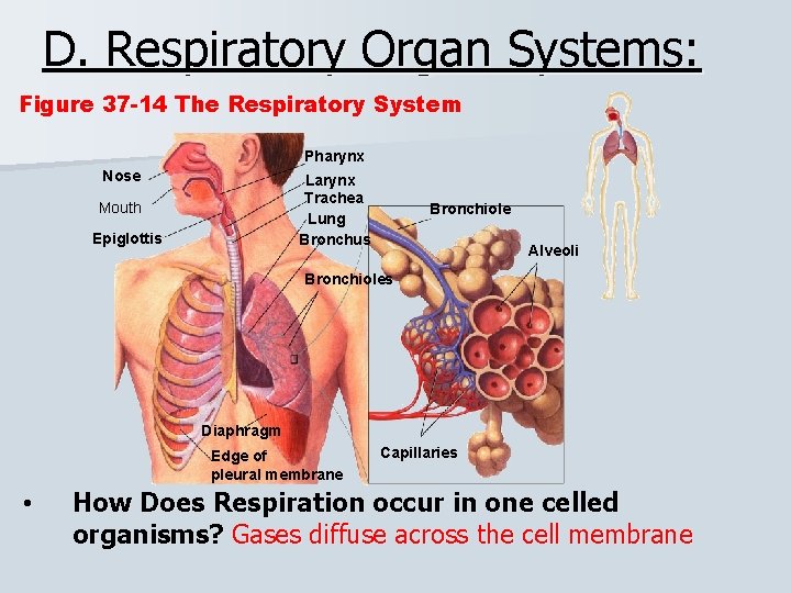 D. Respiratory Organ Systems: Figure 37 -14 The Respiratory System Pharynx Nose Larynx Trachea