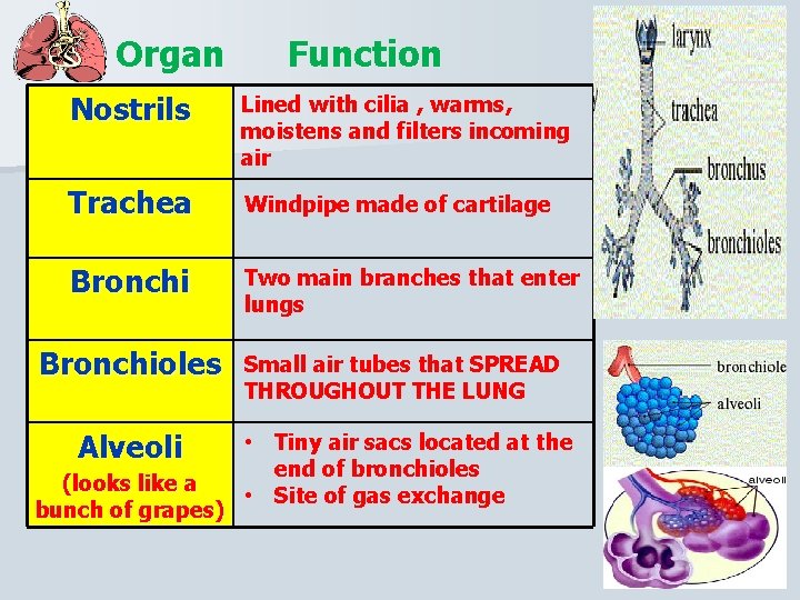 Organ Function Nostrils Lined with cilia , warms, moistens and filters incoming air Trachea