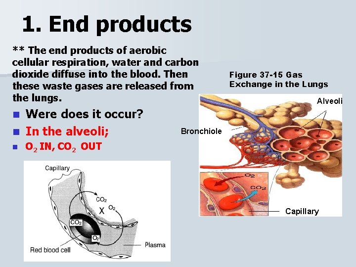 1. End products ** The end products of aerobic cellular respiration, water and carbon