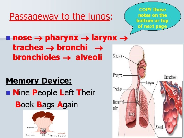 Passageway to the lungs: pharynx larynx trachea bronchioles alveoli n nose Memory Device: n