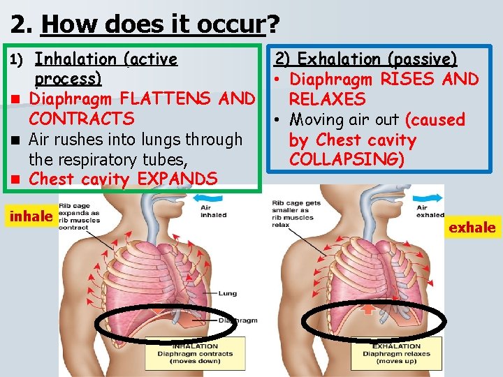 2. How does it occur? 1) n n n Inhalation (active 2) Exhalation (passive)