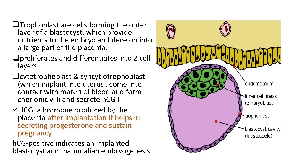 q. Trophoblast are cells forming the outer layer of a blastocyst, which provide nutrients