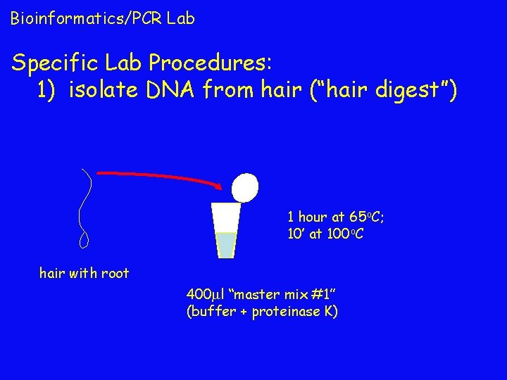 Bioinformatics/PCR Lab Specific Lab Procedures: 1) isolate DNA from hair (“hair digest”) 1 hour