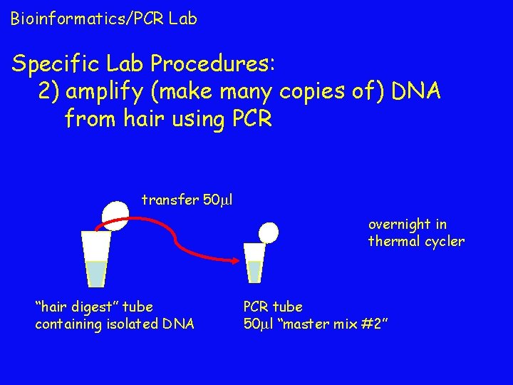 Bioinformatics/PCR Lab Specific Lab Procedures: 2) amplify (make many copies of) DNA from hair