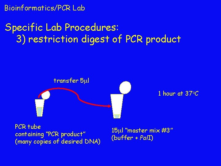 Bioinformatics/PCR Lab Specific Lab Procedures: 3) restriction digest of PCR product transfer 5 l