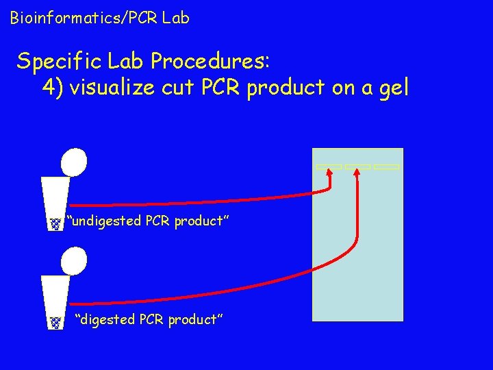 Bioinformatics/PCR Lab Specific Lab Procedures: 4) visualize cut PCR product on a gel “undigested
