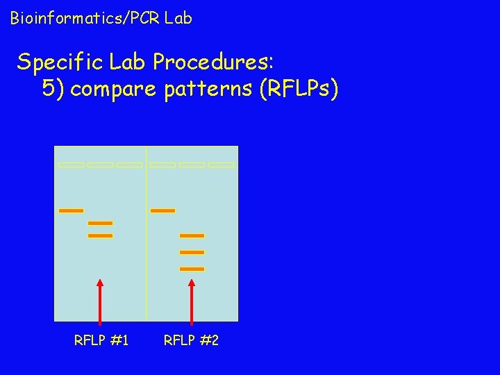 Bioinformatics/PCR Lab Specific Lab Procedures: 5) compare patterns (RFLPs) RFLP #1 RFLP #2 