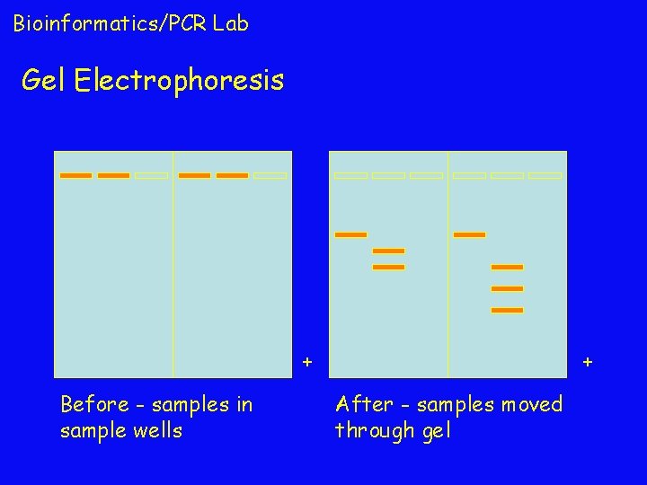 Bioinformatics/PCR Lab Gel Electrophoresis + Before - samples in sample wells + After -