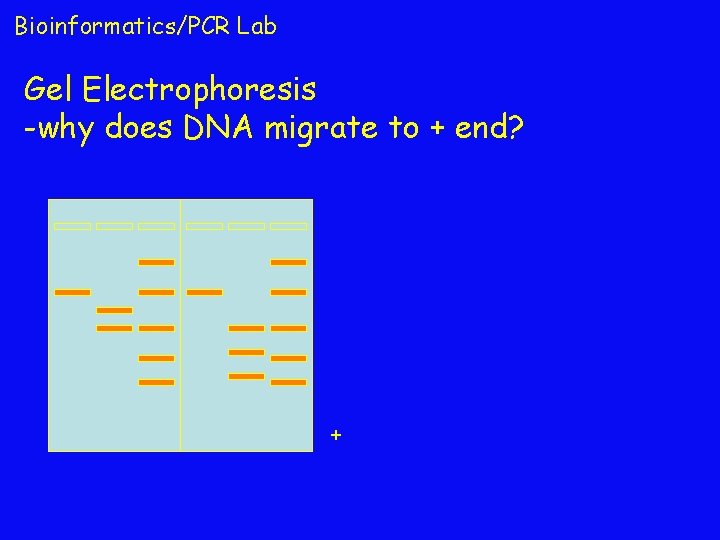 Bioinformatics/PCR Lab Gel Electrophoresis -why does DNA migrate to + end? + 