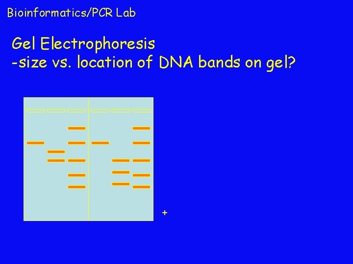 Bioinformatics/PCR Lab Gel Electrophoresis -size vs. location of DNA bands on gel? + 