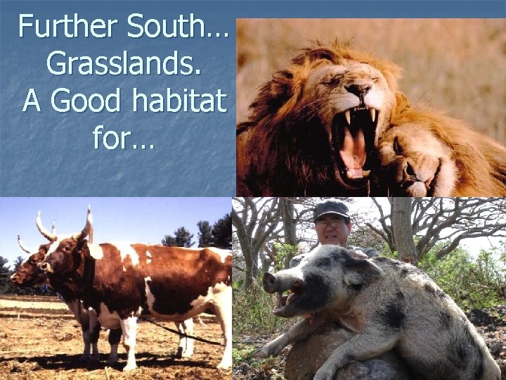 Further South… Grasslands. A Good habitat for… 