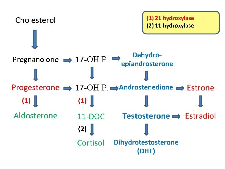 (1) 21 hydroxylase (2) 11 hydroxylase Cholesterol Pregnanolone 17 -OH P. Dehydroepiandrosterone Progesterone 17