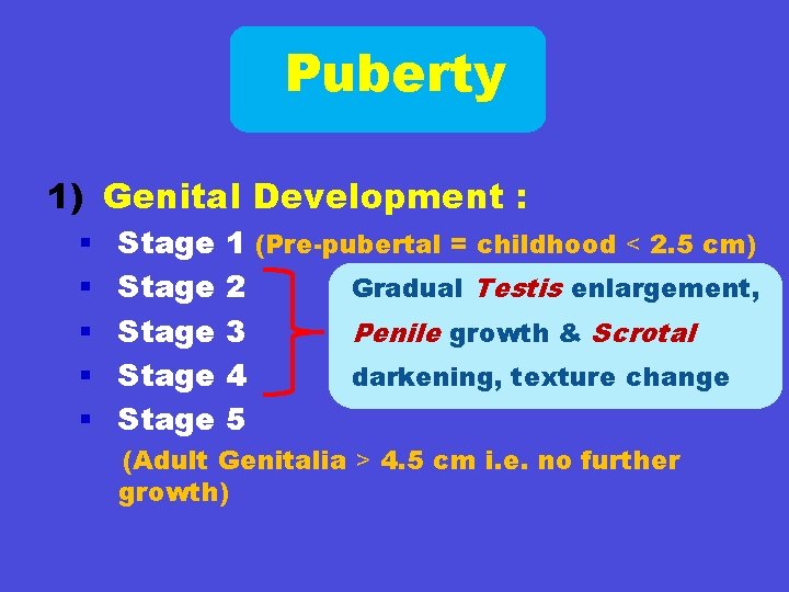 Puberty 1) Genital Development : § § § Stage Stage 1 (Pre-pubertal = childhood