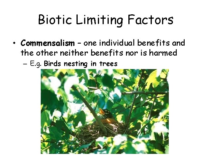 Biotic Limiting Factors • Commensalism – one individual benefits and the other neither benefits