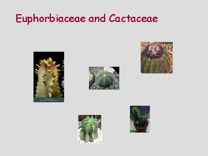 Euphorbiaceae and Cactaceae 