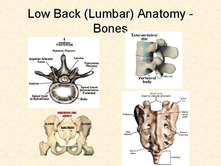 Low Back (Lumbar) Anatomy Bones Low Back (Lumbar) Anatomy Bones