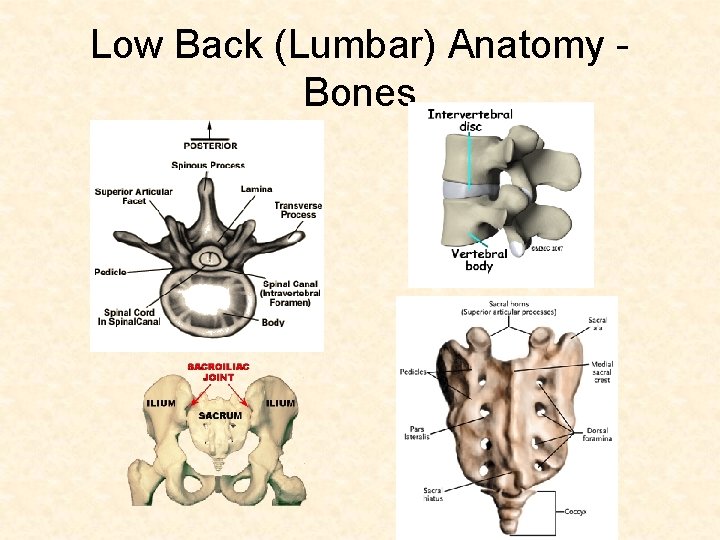 Low Back (Lumbar) Anatomy Bones 