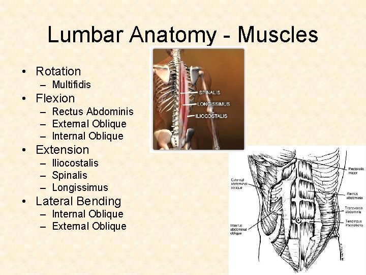 Lumbar Anatomy - Muscles • Rotation – Multifidis • Flexion – Rectus Abdominis –