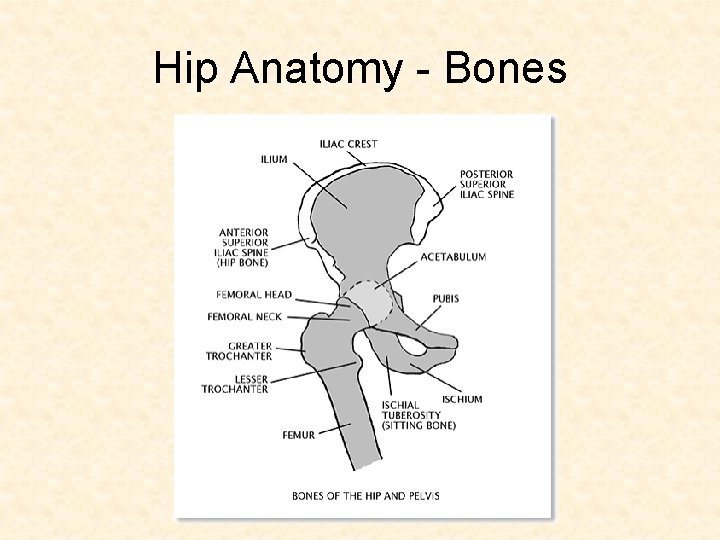 Hip Anatomy - Bones Hip Anatomy - Bones