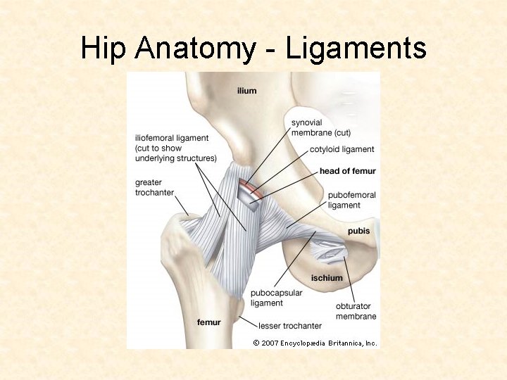 Hip Anatomy - Ligaments Hip Anatomy - Ligaments