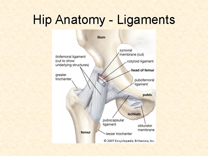 Hip Anatomy - Ligaments 