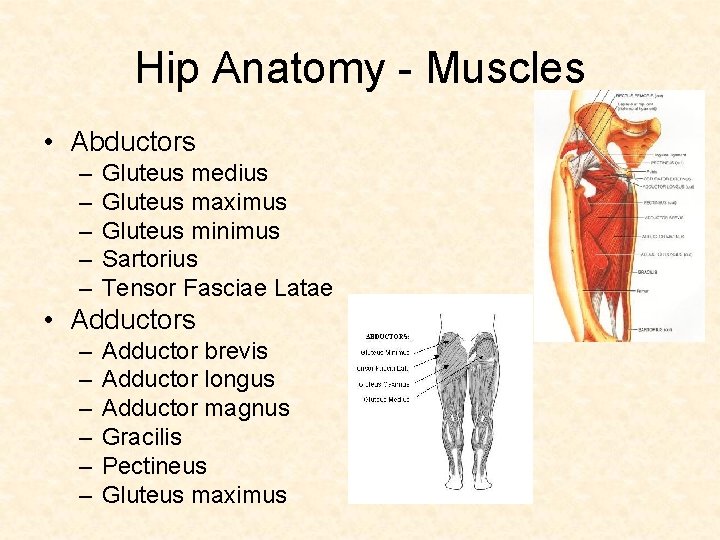 Hip Anatomy - Muscles • Abductors – – – Gluteus medius Gluteus maximus Gluteus