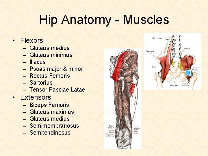 Hip Anatomy - Muscles • Flexors – – – – Gluteus medius Gluteus minimus