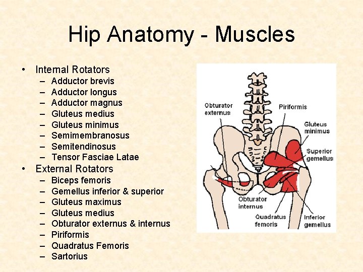 Hip Anatomy - Muscles • Internal Rotators – – – – Adductor brevis Adductor Hip Anatomy - Muscles • Internal Rotators – – – – Adductor brevis Adductor