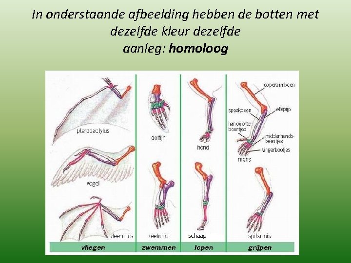 In onderstaande afbeelding hebben de botten met dezelfde kleur dezelfde aanleg: homoloog 