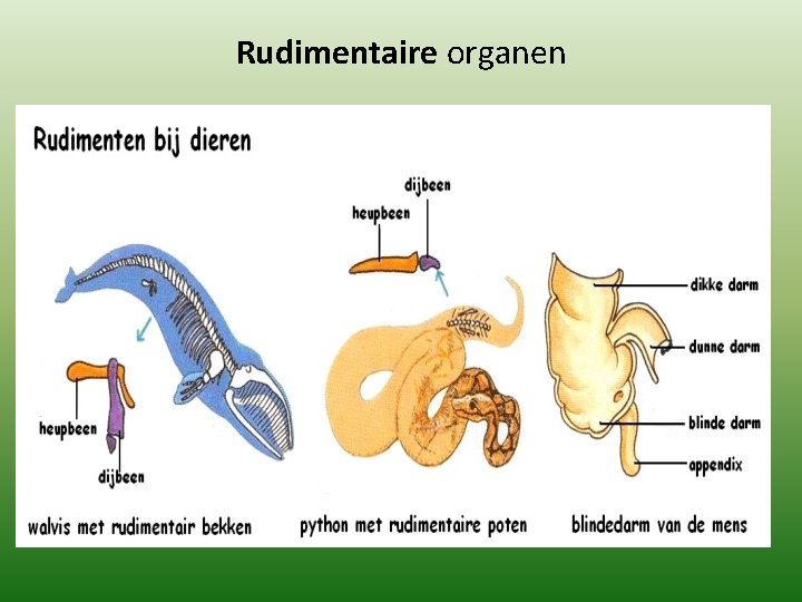 Rudimentaire organen 